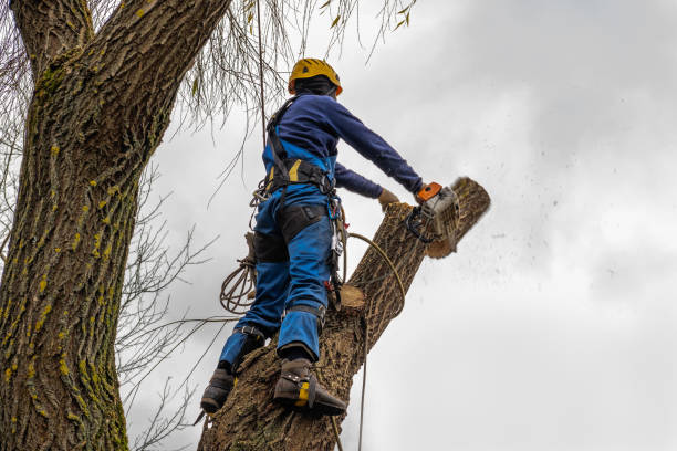 Tree Branch Trimming